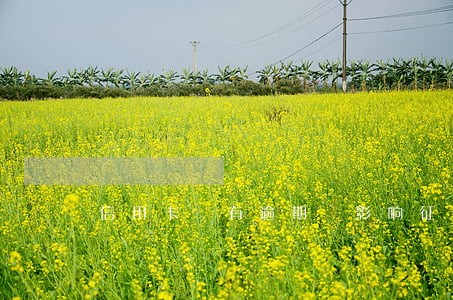 信用卡 有逾期 影响征信 信用卡 有逾期 影响征信